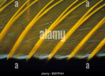 Orangespine Unicornfish pinna dorsale (Naso lituratus). Egitto - Mar Rosso Foto Stock