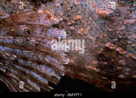 Pinna pettorale di scorfani Tassled (Scorpaneopsis oxcephala). Egitto - Mar Rosso Foto Stock