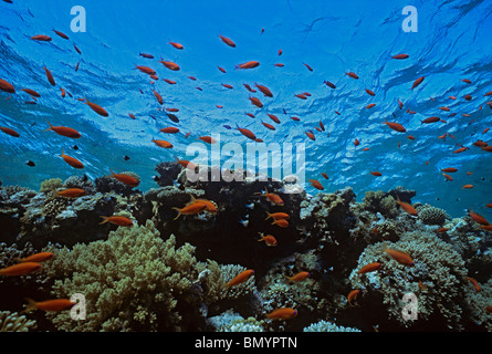 Gioiello Fairy Basslet (Pseudanthias squamipinnis) scolarizzazione sulla barriera corallina. Egitto - Mar Rosso Foto Stock