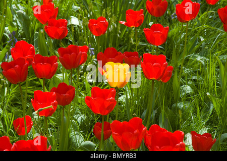 Tulipani nel villaggio di Newton, foresta di Bowland, Lancashire, Inghilterra, Regno Unito Foto Stock