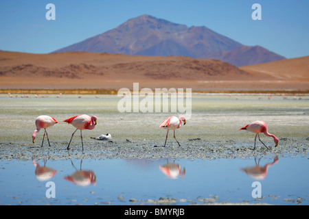 Fenicotteri rosa sulla Laguna Jedionda sulle Ande boliviane Foto Stock