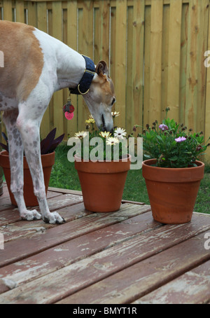 Un levriero cane fiori profumati. Foto Stock