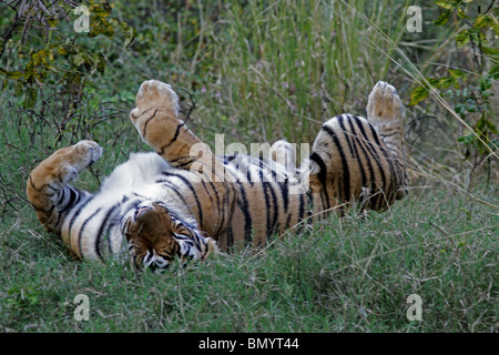 Tiger rotolamento in erba verde in Ranthambhore National Park, India Foto Stock