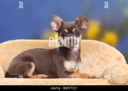 Chihuahua, dai capelli lisci, cucciolo, blu-tan, 4 mesi / divano, laterale Foto Stock
