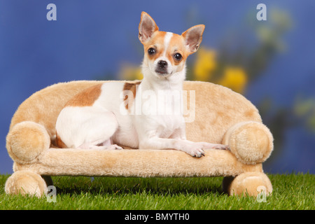 Chihuahua, dai capelli lisci / divano Foto Stock