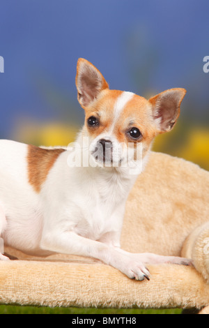 Chihuahua, dai capelli lisci Foto Stock