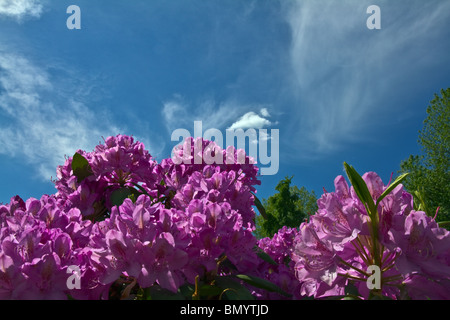 Viola (Rododendro Ericacea) contro un cielo blu. Posizione orizzontale Foto Stock