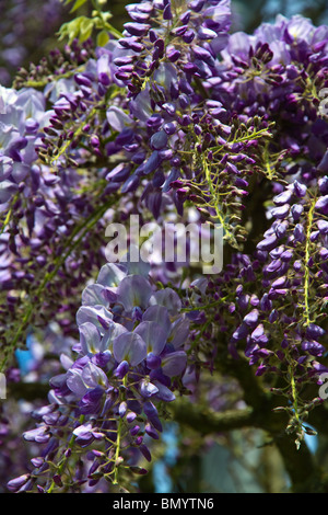 Purple Wisteria sinensis "Cooke viola dell'. Ritratto Foto Stock