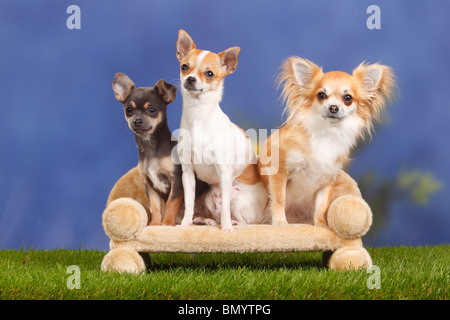 Chihuahua, dai capelli lisci, con cucciolo, 4 mesi, e longhaired / divano Foto Stock