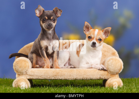 Chihuahua, dai capelli lisci, con cucciolo, 4 mesi / divano Foto Stock