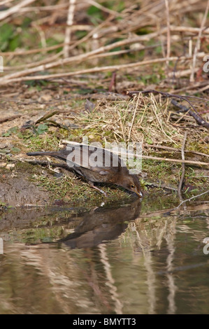 Femmina di Merlo Turdus merula bere da uno stagno/Stream UK Foto Stock