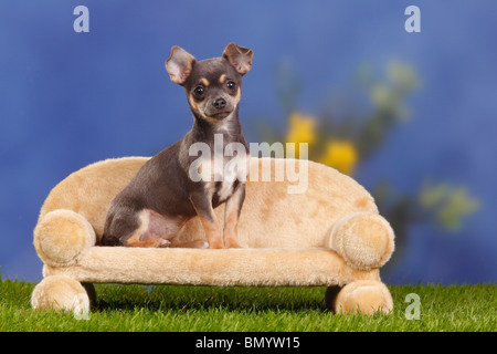 Chihuahua, dai capelli lisci, cucciolo, blu-tan, 4 mesi / divano Foto Stock