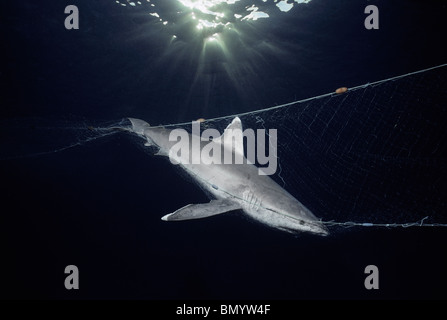 Dead Whitetip Reef Shark (Trianodon obesus) appesi di pesca commerciale netto, Egitto - Mar Rosso. Foto Stock