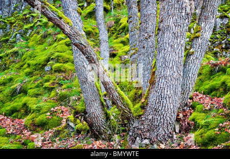 Tronchi di quercia e coperte di muschio rocce. Nei pressi di Catherine Creek. Columbia River Gorge National Scenic Area, Washington Foto Stock