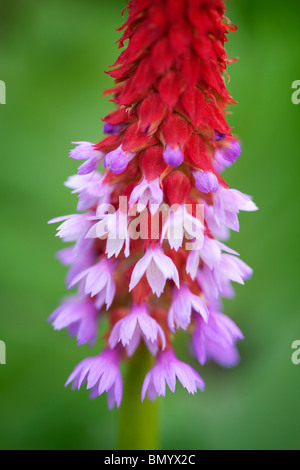 Close up del Poker Primula (Primula vialii). Oregon Foto Stock