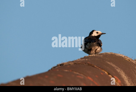 Pied wagtail sul colmo del tetto tegola Foto Stock