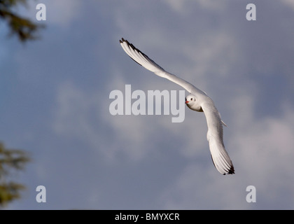 Testa nera gabbiano (Larus ridibundus) battenti Foto Stock