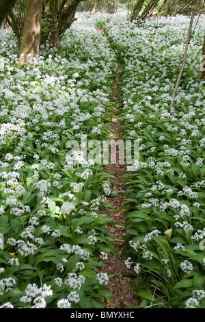 Aglio selvatico in fiore lungo un sentiero pubblico vicino Holcombe, Somerset, Regno Unito Foto Stock