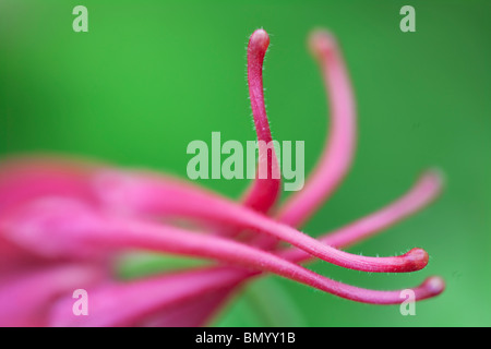 Chiusura del fiore di dispiegamento di Musik Rosso Bianco aquilegia alpina. (Aquilegea musik rosso bianco) Foto Stock