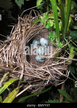 Marsh trillo (Acrocephalus palustris) nido contenente quattro uova Foto Stock