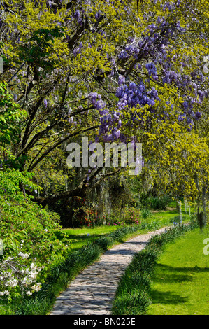 Percorso sotto il glicine in fiore di Magnolia Plantation e giardini nella contea di Charleston, Carolina del Sud Foto Stock