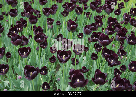 Tulip Time Festival Olanda Michigan negli Stati Uniti tulipani americani Black Queen of Night Fiori, cornice completa di sfondi di lusso, sfondo ad alta risoluzione Foto Stock