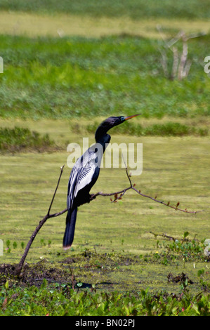 Anhinga arroccato su ramoscello sopra la palude Audubon giardino in Magnolia Plantation nella contea di Charleston, Carolina del Sud Foto Stock