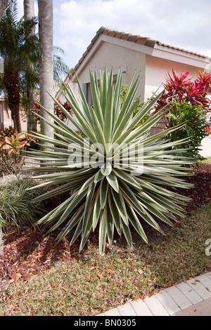 Yucca gloriosa Variegata Foto Stock