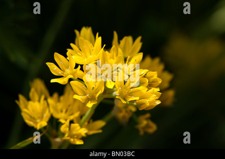 Allium Moly, Golden aglio o Lily Porro, in fiore in tarda primavera Foto Stock