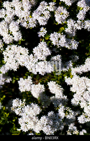 Hebe vernicosa, verniciati Hebe in fiore in giugno Foto Stock