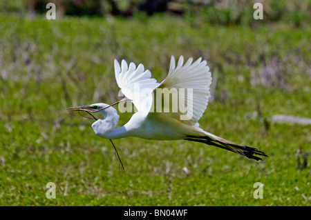 Airone bianco maggiore in volo con Stick torna al nido nella palude Audubon giardino in Magnolia Plantation in Carolina del Sud Foto Stock