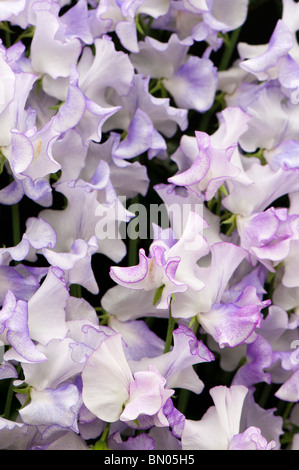 Sweet Pea Lathyrus odoratus, 'Sir Jimmy Shand' fiori Foto Stock