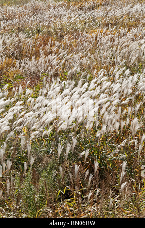 Silvergrass Amur (Miscanthus sacchariflorus). Noto come banner di argento erba e giapponese di erba di argento anche Foto Stock