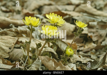 Adone di Amur fiori (Adonis amurensis) Foto Stock