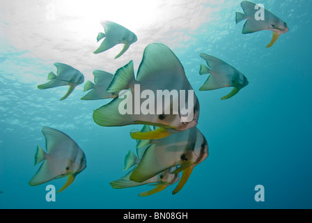 Scuola di Longfin Spadefish, Platax teira, profilo, vista laterale, Isole Similan Foto Stock