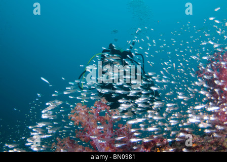 Sommozzatore dietro una grande scuola di piccoli pesci argenteo, Isole Similan Foto Stock