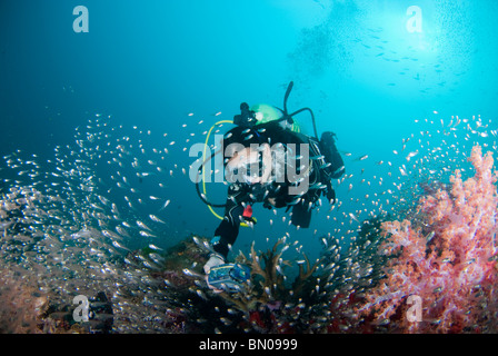 Sommozzatore fotografare una grande scuola di piccoli pesci argenteo, Isole Similan Foto Stock