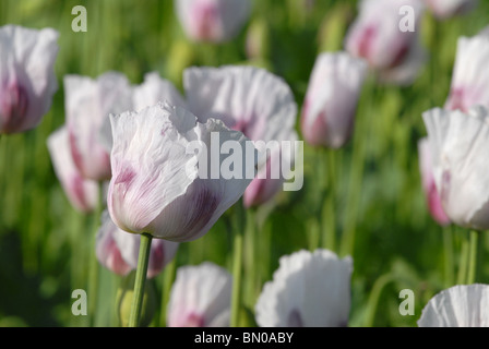 Un campo di coltivare papaveri da oppio Papaver somniferum Foto Stock