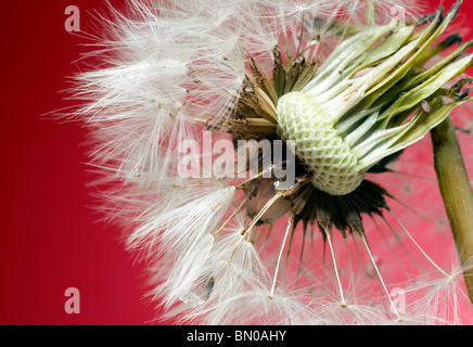 Macro shot di tarassaco, natura e concetto del fiore Foto Stock