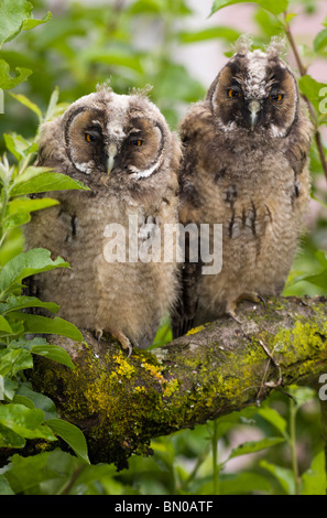 Coppia di gufo comune sul ramo di albero. Foto Stock