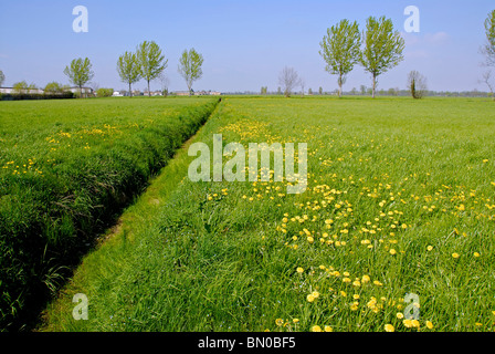 Campagna, la Pianura Padana, Lombardia, Italia Foto Stock