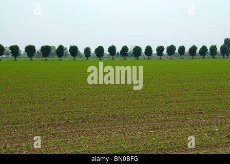 Campagna, la Pianura Padana, Lombardia, Italia Foto Stock