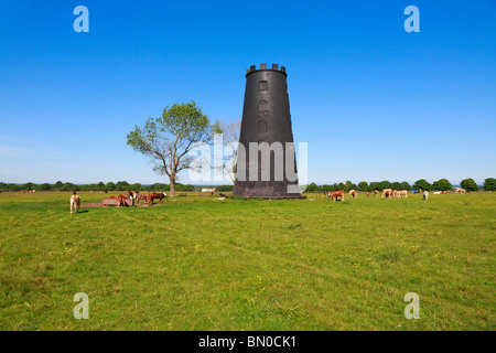 Bestiame intorno al mulino di nero sui pascoli di Westwood, Beverley, East Riding of Yorkshire, Inghilterra, Regno Unito. Foto Stock