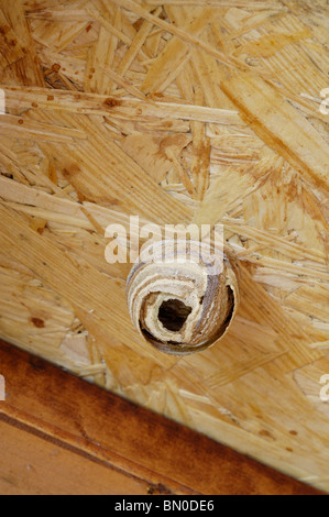 Le prime fasi di un comune Wasp Nest appeso sul tetto di una Tettoia da giardino. Foto Stock