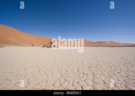 Albero morto in hidden vlei, sossusvlei, Namibia Foto Stock