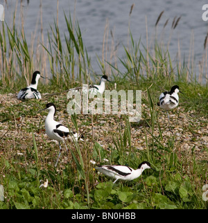 Cinque pied avocette nidificazione accanto a un lago Foto Stock