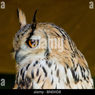 Un bengal gufo reale Foto Stock