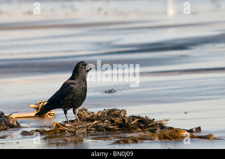 Un corvo in piedi accanto a un po' di alghe su una spiaggia Foto Stock