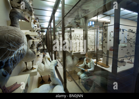 Museo di Storia Naturale di Vienna, Austria Foto Stock