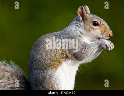 Un profilo di uno scoiattolo grigio Foto Stock